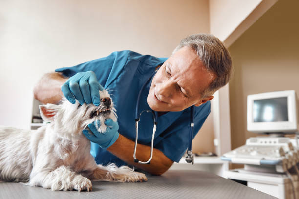 Best Tooth Infection Emergency Dentist  in Orono, MN